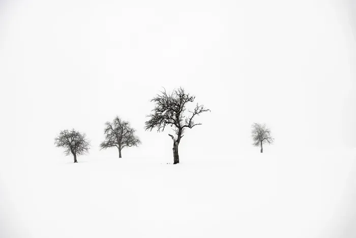 Gerahmter Druck : Ein einsamer Baum in winterlicher Landschaft. Gerahmter Druck : Ein einsamer Baum in winterlicher Landschaft.