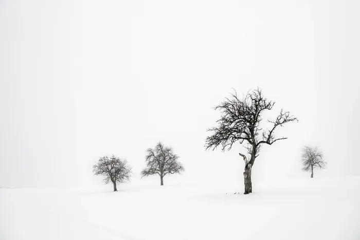 Gerahmter Druck : Einzelgängerische Bäume in winterlicher Landschaft. Gerahmter Druck : Einzelgängerische Bäume in winterlicher Landschaft.