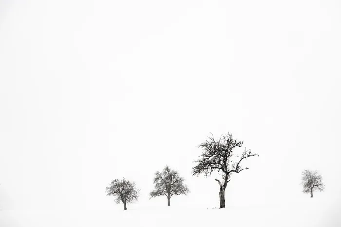 Gerahmter Druck : Einsame Bäume in winterlicher Landschaft. Gerahmter Druck : Einsame Bäume in winterlicher Landschaft.