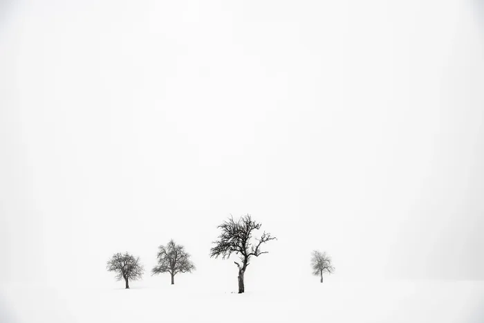 Gerahmter Druck : Einzelgängerische Bäume in winterlicher Landschaft. Gerahmter Druck : Einzelgängerische Bäume in winterlicher Landschaft.