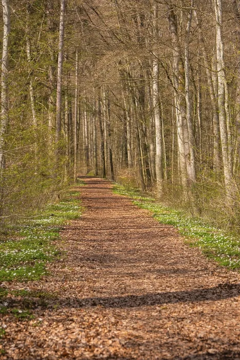 Gerahmter Druck : Ein langer Waldweg mit Lichtern durch die Bäume. Gerahmter Druck : Ein langer Waldweg mit Lichtern durch die Bäume.