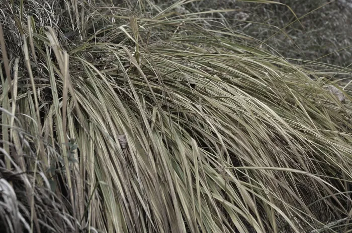 Gerahmter Druck : Herbstgras in der Ebene Gerahmter Druck : Herbstgras in der Ebene