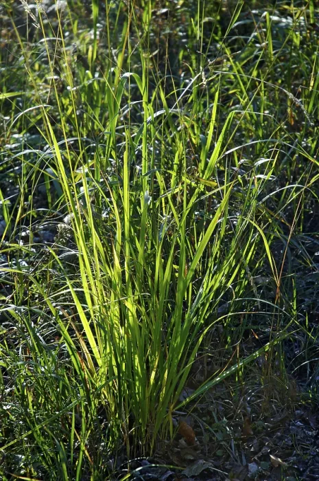 Gerahmter Druck : Weges Randwachsende Grasbüschel Gerahmter Druck : Weges Randwachsende Grasbüschel