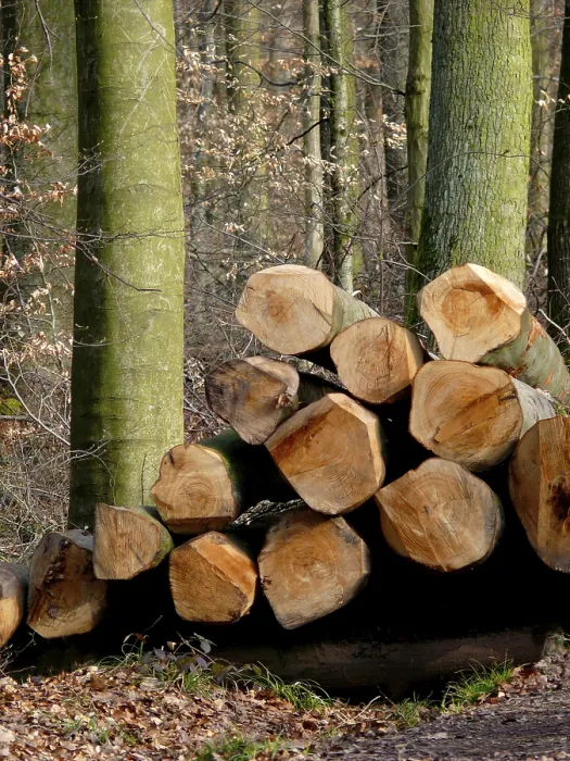 Gerahmter Druck : Lange Bäume im Winterwald. Gerahmter Druck : Lange Bäume im Winterwald.