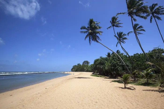 Gerahmter Druck : Langer sandiger Strand mit Palmenbäumen. Gerahmter Druck : Langer sandiger Strand mit Palmenbäumen.