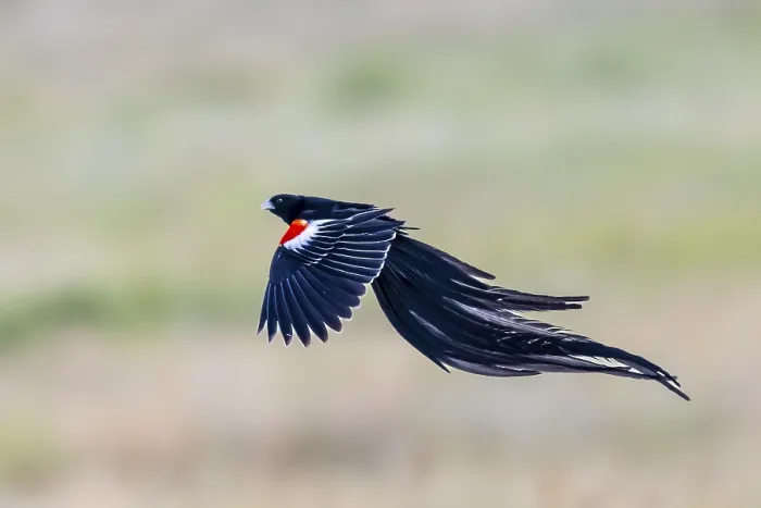 Gerahmter Druck : Langschwanz-Witwenvogel (Euplectes progne) in Flug.