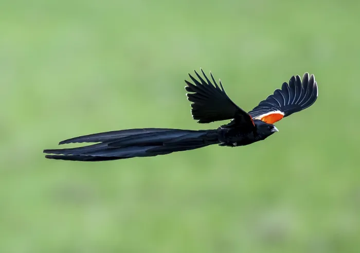 Gerahmter Druck : Widdervogel mit langem Schwanz (Euplectes progne) in Flug. Gerahmter Druck : Widdervogel mit langem Schwanz (Euplectes progne) in Flug.
