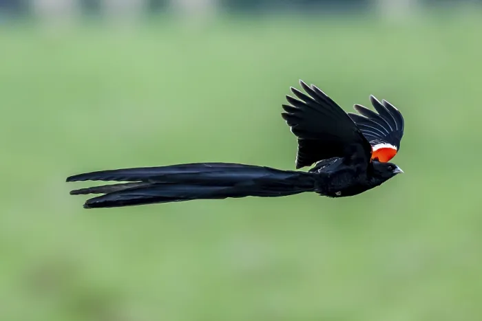 Gerahmter Druck : Widowbird mit langem Schwanz (Euplectes progne) in Flug. Gerahmter Druck : Widowbird mit langem Schwanz (Euplectes progne) in Flug.