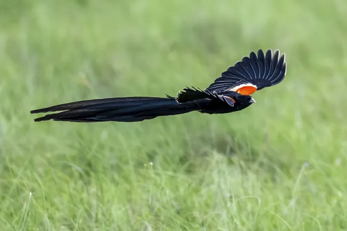 Gerahmter Druck : Widowbird mit langem Schwanz (Euplectes progne) in Flug. Gerahmter Druck : Widowbird mit langem Schwanz (Euplectes progne) in Flug.
