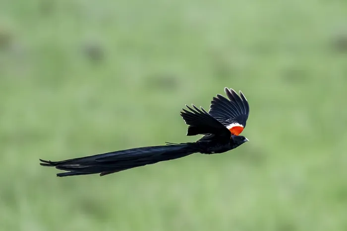 Gerahmter Druck : Schwarzkopfwidow (Euplectes progne) in Flug. Gerahmter Druck : Schwarzkopfwidow (Euplectes progne) in Flug.