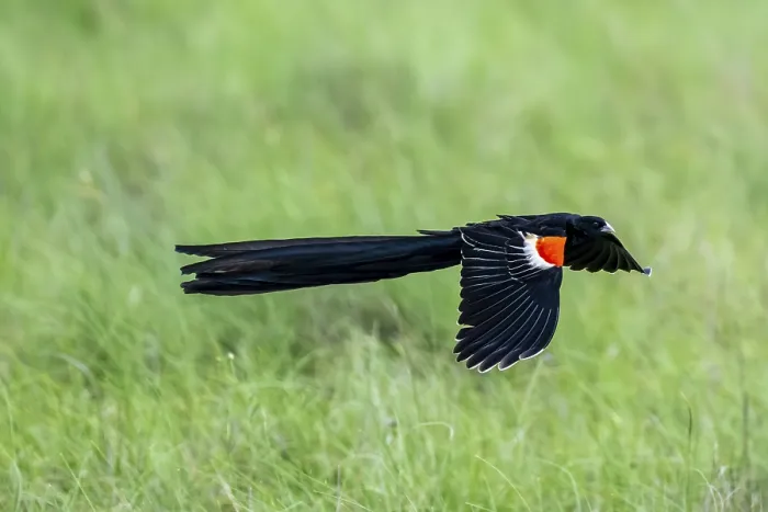 Gerahmter Druck : Schwarzkopfwidowbird (Euplectes progne) in Flug. Gerahmter Druck : Schwarzkopfwidowbird (Euplectes progne) in Flug.