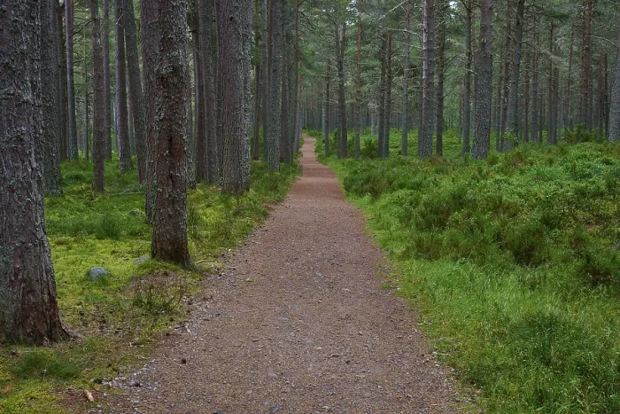 Gerahmter Druck : Langer Weg durch dichten Tannenwald. Gerahmter Druck : Langer Weg durch dichten Tannenwald.