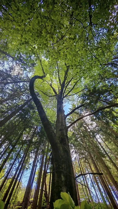 Gerahmter Druck : Blick in die Baumwipfel gegen einen blauen Himmel Gerahmter Druck : Blick in die Baumwipfel gegen einen blauen Himmel