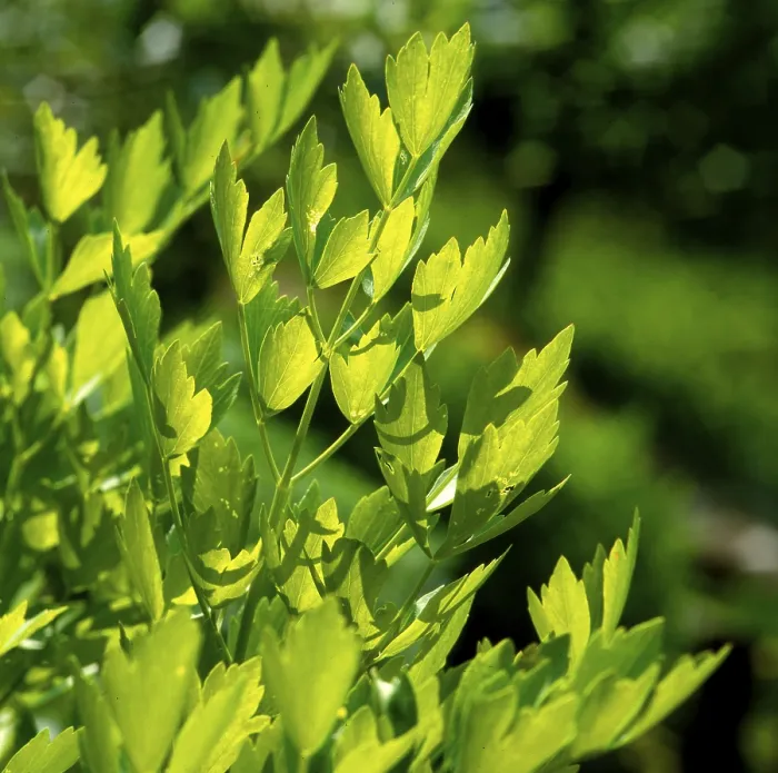 Gerahmter Druck : Lovage Gerahmter Druck : Lovage