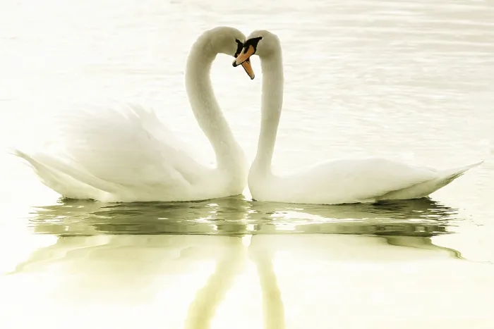 Gerahmter Druck : Lovers Gerahmter Druck : Lovers