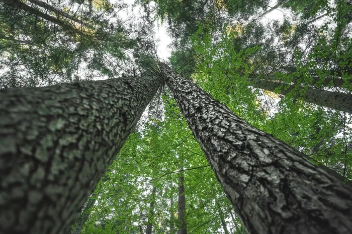 Gerahmter Druck : Liebende Bäume im Schwarzwald. Gerahmter Druck : Liebende Bäume im Schwarzwald.