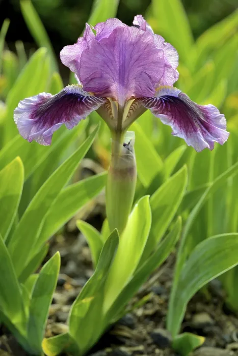 Gerahmter Druck : Low Bearded Iris (Iris barbata)