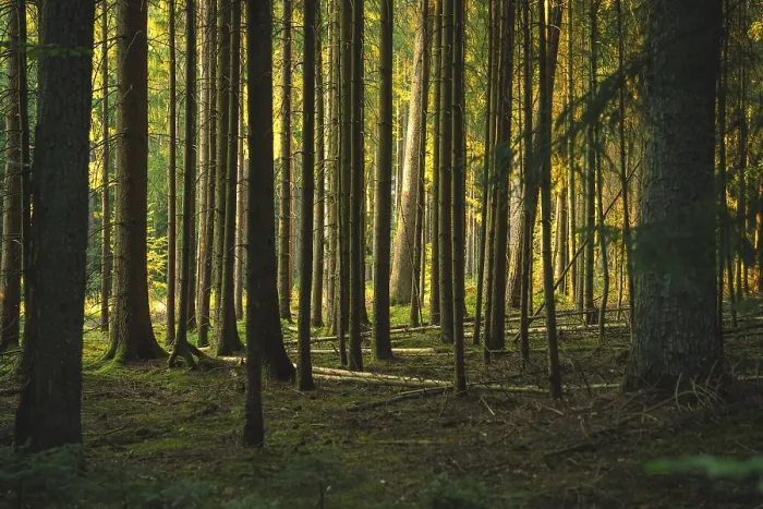 Gerahmter Druck : Holz Bäume im Schwarzwald Gerahmter Druck : Holz Bäume im Schwarzwald