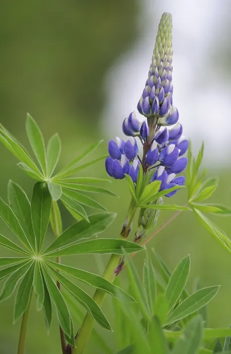 Gerahmter Druck : Lupin (Lupinus polyphyllus) Gerahmter Druck : Lupin (Lupinus polyphyllus)