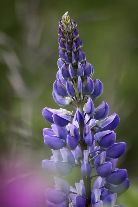 Gerahmter Druck : Lupine Gerahmter Druck : Lupine