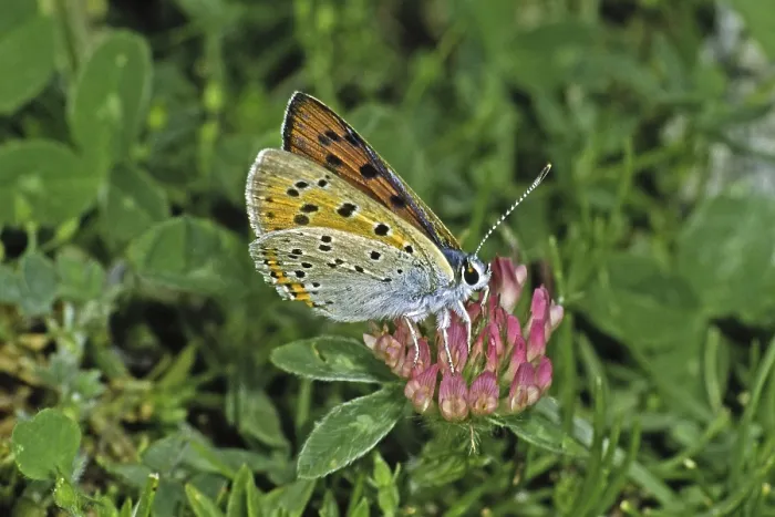 Gerahmter Druck : Lycaena alciphron auf Kleeblättern Gerahmter Druck : Lycaena alciphron auf Kleeblättern