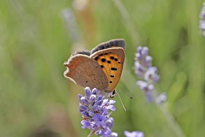 Gerahmter Druck : Lycaena phlaeas, kleine Schmetterling. Gerahmter Druck : Lycaena phlaeas, kleine Schmetterling.