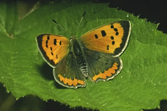 Gerahmter Druck : Lycaena phlaeas, kleine Schmetterling. Gerahmter Druck : Lycaena phlaeas, kleine Schmetterling.