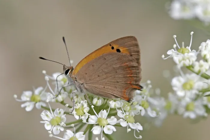 Gerahmter Druck : Lycaena phlaeas, Kleinscheckenfalter Gerahmter Druck : Lycaena phlaeas, Kleinscheckenfalter