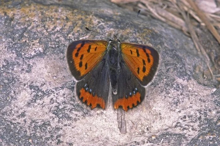 Gerahmter Druck : Lycaena phlaeas, Kleine Bläuling Gerahmter Druck : Lycaena phlaeas, Kleine Bläuling