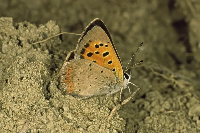 Gerahmter Druck : Lycaena phlaeas, Kleinscheckenfalter Gerahmter Druck : Lycaena phlaeas, Kleinscheckenfalter