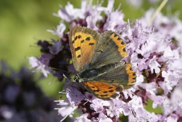 Gerahmter Druck : Lycaena phlaeas, Kleine Bläuling Gerahmter Druck : Lycaena phlaeas, Kleine Bläuling