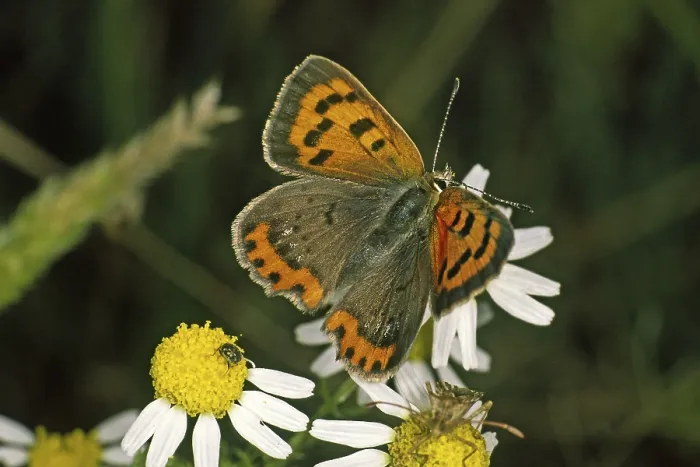 Gerahmter Druck : Lycaena phlaeas, Kleine Bläuling Gerahmter Druck : Lycaena phlaeas, Kleine Bläuling