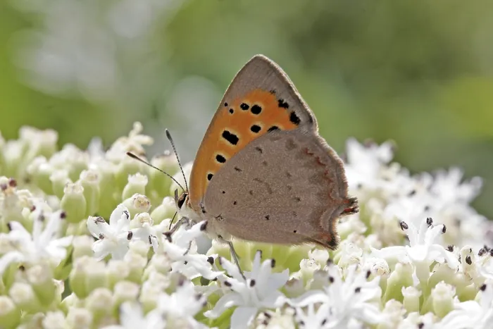 Gerahmter Druck : Schmetterling der Gattung Lycaena Gerahmter Druck : Schmetterling der Gattung Lycaena