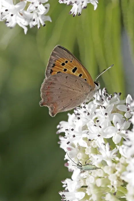 Gerahmter Druck : Die Kleine Bläuling-Motte (Lycaena phlaeas) Gerahmter Druck : Die Kleine Bläuling-Motte (Lycaena phlaeas)