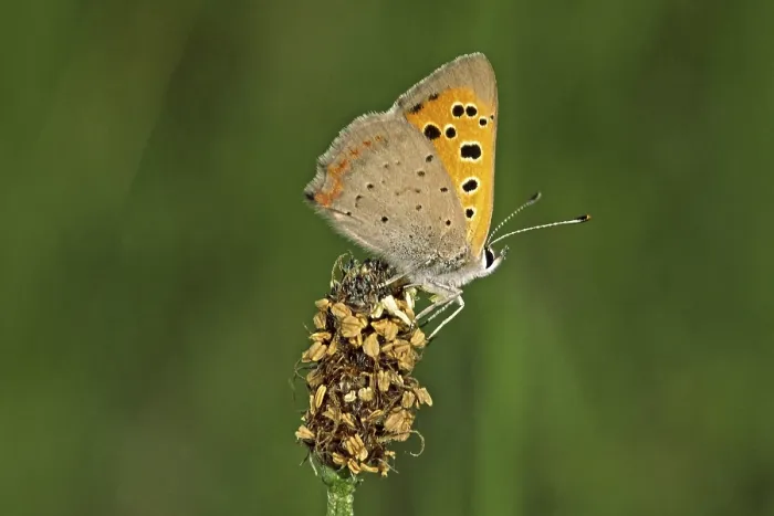 Gerahmter Druck : Lycaena phlaeas, kleine Schmetterling. Gerahmter Druck : Lycaena phlaeas, kleine Schmetterling.