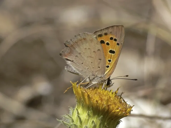 Gerahmter Druck : Lycaena phlaeas, kleine Schmetterling. Gerahmter Druck : Lycaena phlaeas, kleine Schmetterling.