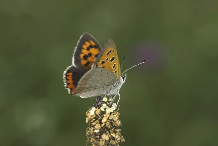 Gerahmter Druck : Lycaena phlaeas, kleine Schmetterling. Gerahmter Druck : Lycaena phlaeas, kleine Schmetterling.