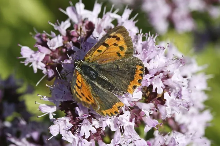Gerahmter Druck : Lycaena phlaeas, kleine Schmetterling. Gerahmter Druck : Lycaena phlaeas, kleine Schmetterling.