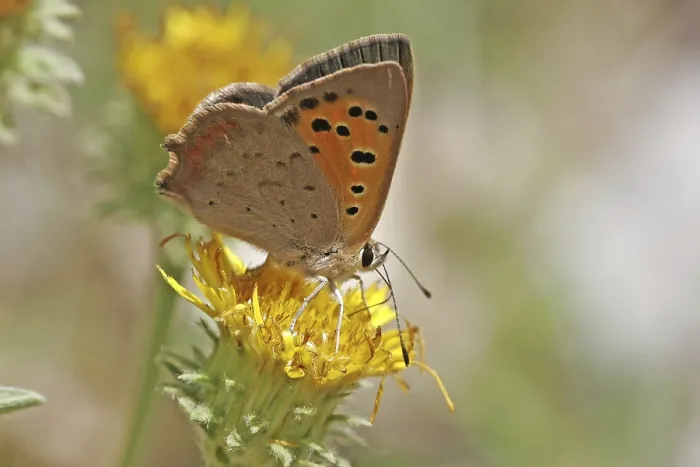 Gerahmter Druck : Lycaena phlaeas, kleine Schmetterling. Gerahmter Druck : Lycaena phlaeas, kleine Schmetterling.