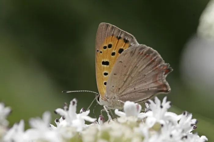 Gerahmter Druck : Lycaena phlaeas, kleine Schmetterling. Gerahmter Druck : Lycaena phlaeas, kleine Schmetterling.