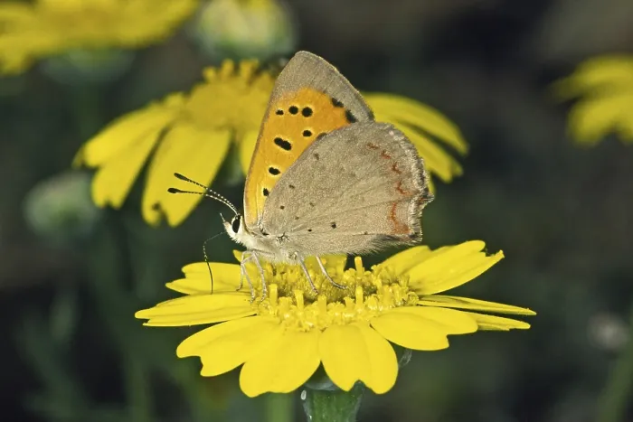 Gerahmter Druck : Lycaena phlaeas, kleine Schmetterling. Gerahmter Druck : Lycaena phlaeas, kleine Schmetterling.