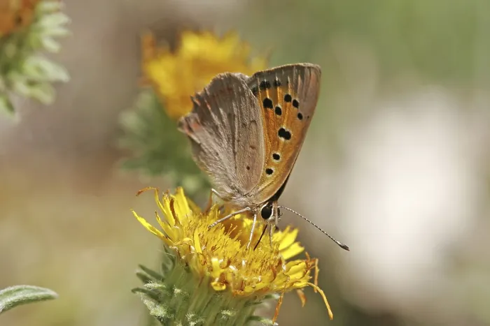 Gerahmter Druck : Lycaena phlaeas, kleine Schmetterling. Gerahmter Druck : Lycaena phlaeas, kleine Schmetterling.