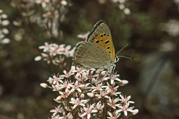Gerahmter Druck : Lycaena phlaeas, kleine Schmetterling. Gerahmter Druck : Lycaena phlaeas, kleine Schmetterling.