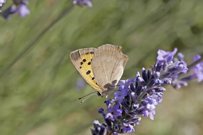 Gerahmter Druck : Lycaena phlaeas, kleine Schmetterling. Gerahmter Druck : Lycaena phlaeas, kleine Schmetterling.