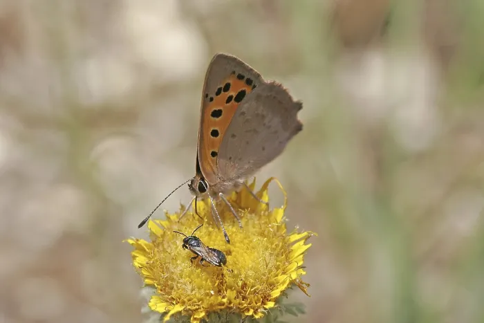 Gerahmter Druck : Lycaena phlaeas, kleine Schmetterling. Gerahmter Druck : Lycaena phlaeas, kleine Schmetterling.