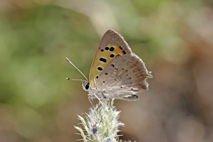 Gerahmter Druck : Lycaena phlaeas, kleine Schmetterling. Gerahmter Druck : Lycaena phlaeas, kleine Schmetterling.