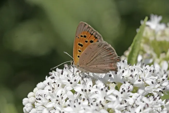 Gerahmter Druck : Lycaena phlaeas, kleine Schmetterling. Gerahmter Druck : Lycaena phlaeas, kleine Schmetterling.