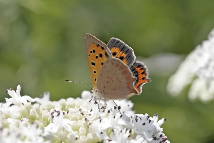 Gerahmter Druck : Lycaena phlaeas, kleine Schmetterling. Gerahmter Druck : Lycaena phlaeas, kleine Schmetterling.