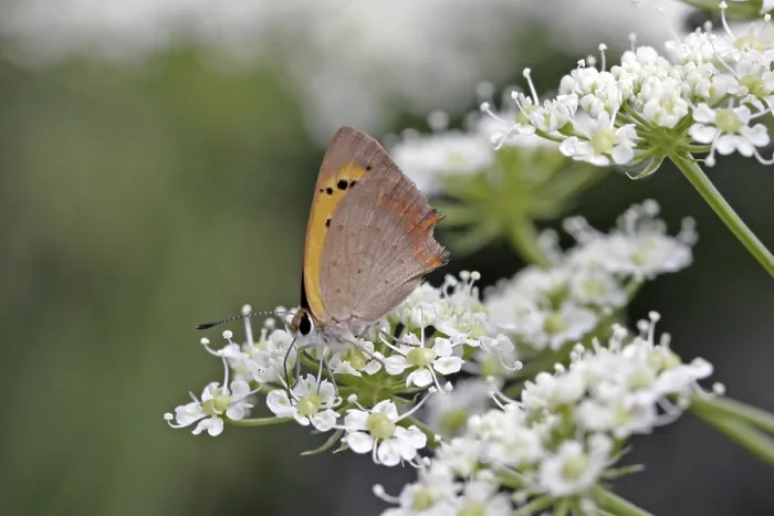 Gerahmter Druck : Lycaena phlaeas, kleine Schmetterling. Gerahmter Druck : Lycaena phlaeas, kleine Schmetterling.