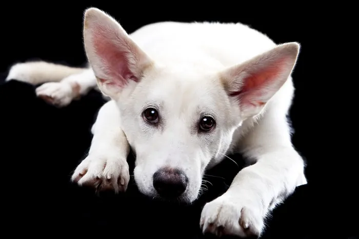 Gerahmter Druck : Ein gemischtrassiger Hund, der liegt. Gerahmter Druck : Ein gemischtrassiger Hund, der liegt.